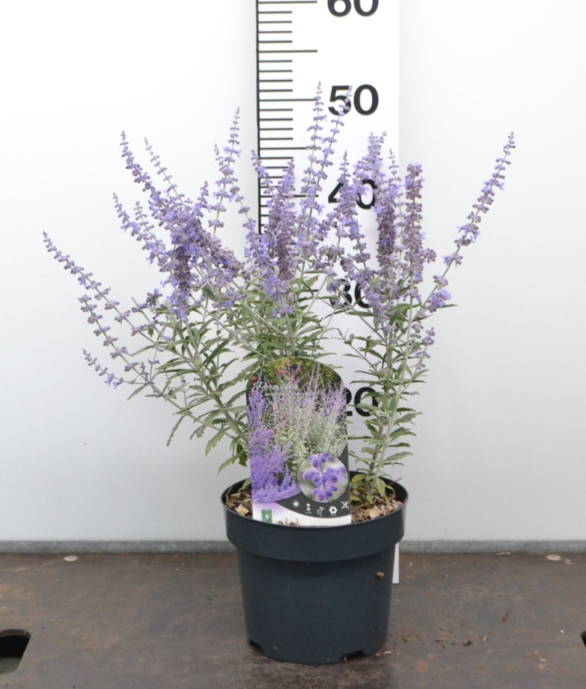 Perovskia atripl. 'Silvery Blue' - C3 20-40 CM